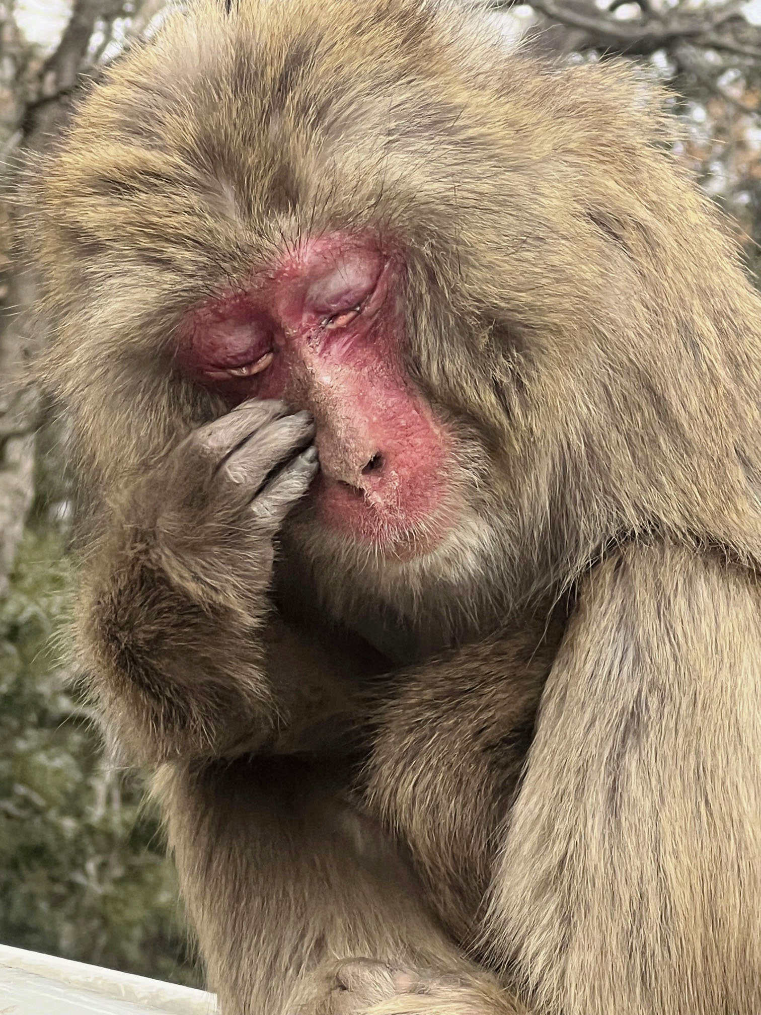 野生のサルも花粉症？　目や鼻こすり、くしゃみも（共同通信）